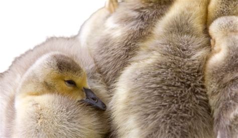 Easter Goose PNG Transparent Images Free Download | Vector Files | Pngtree