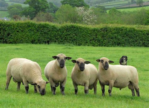 Life Membership Honours for two great supporters of the breed ...