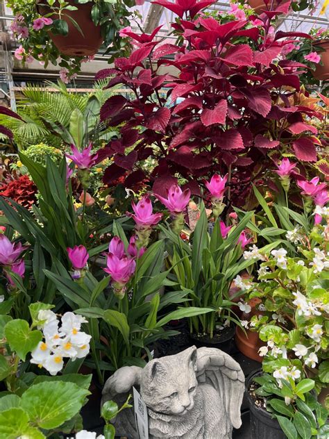 This Week at Gardner’s – Gardner's Landscape Nursery