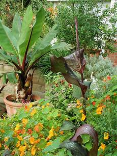 Container Gardening Plants by How To Design A Container Garden Hgtv Container Gardening Plants