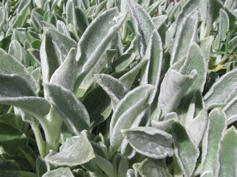 8 Plants That Look Like Lamb’s ear - ProGardenTips