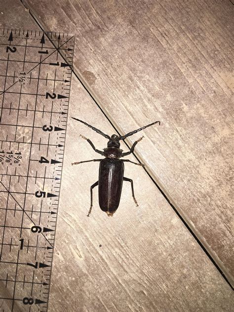 Arizona Nope aka Palo Verde Beetle : r/nope