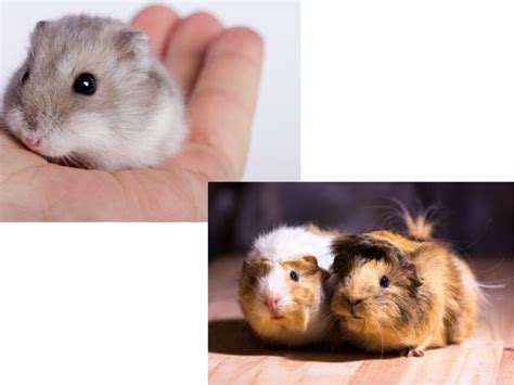 Python vs Guinea Pig 的图像结果