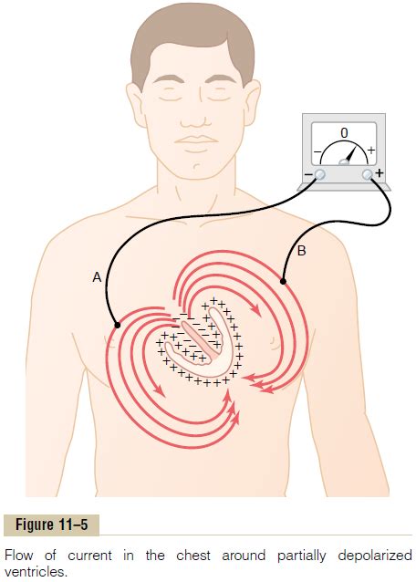 Image result for Understanding Cardiac Current
