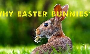 Image result for Easter Bunnies for Adults