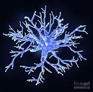 astrocyte 的图像结果