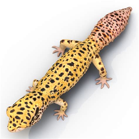 3D Leopard Gecko model | 3D Molier International