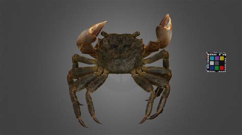 フタバカクガニ Red-clawed Crab, Perisesarma bidens - Download Free 3D model by ...