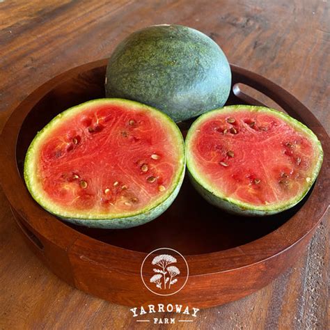 NEW ARRIVALS – Yarroway Farm