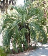 Image result for Pindo Palm Tree Facts