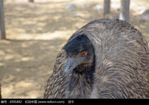 #非洲鸵鸟 #鸵鸟苗 #animals #ostrich #chicken - YouTube