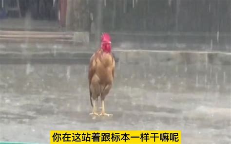 搞笑配音：大公鸡在雨中一动不动，这难道就是定鸡术吗？_哔哩哔哩_bilibili