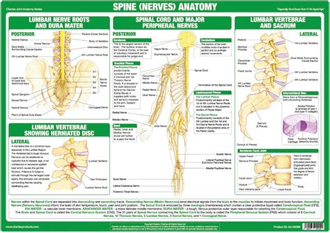 Buy Chartex Anatomy of the Spine, Peripheral Nerves Chart Online at ...