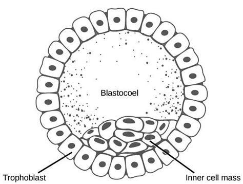 Pregnancy and Embryonic Development - Biology Class 12 - NEET PDF Download