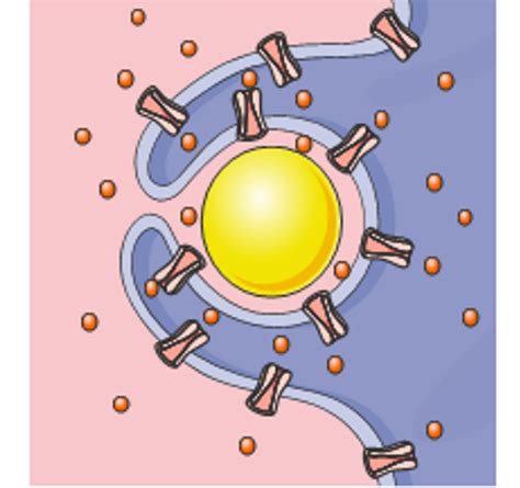 Intraphagosomal Free Ca2+Changes during Phagocytosis[v1] | Preprints.org