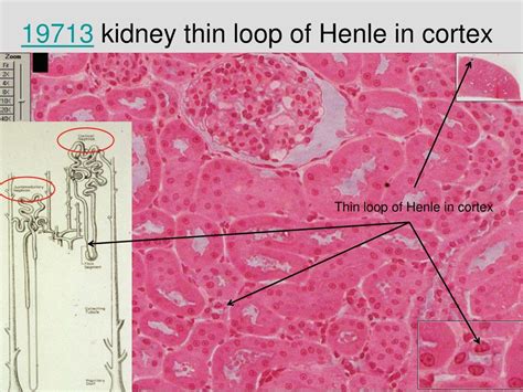 PPT - Medical School Histology Basics Urinary System PowerPoint ...