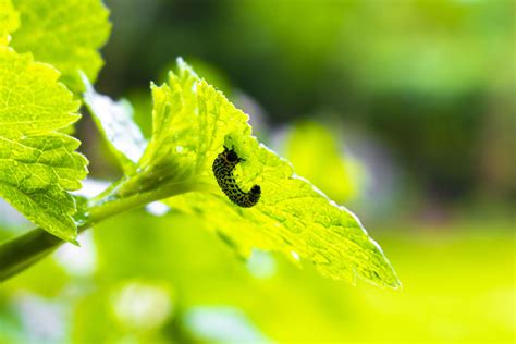 Small green caterpillar eats foliage leaf in Germany. 16634628 Stock Photo at Vecteezy