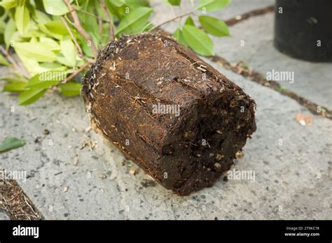 Image result for Planting a Root Bound Tree