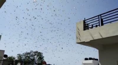 Locust control operations continue, no crop loss reported: Centre