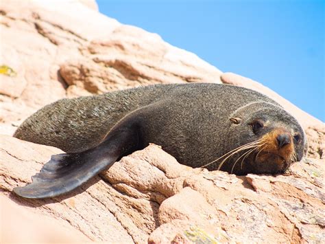 HAHEI EXPLORER CATHEDRAL COVE BOAT TOUR (2026) All You Need to Know ...