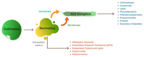 Microalgae Biomolecules: Extraction, Separation and Purification Methods