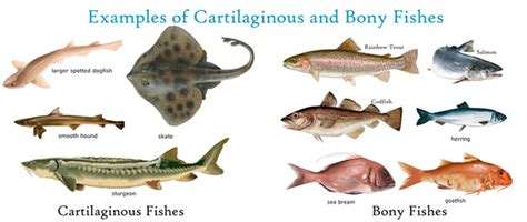 Cartilaginous Fish and Bony Fish Examples – GKToday