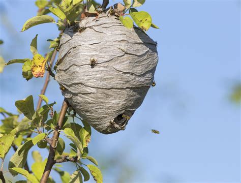 How to Get Rid of Hornets Safely and Keep Them Out for Good