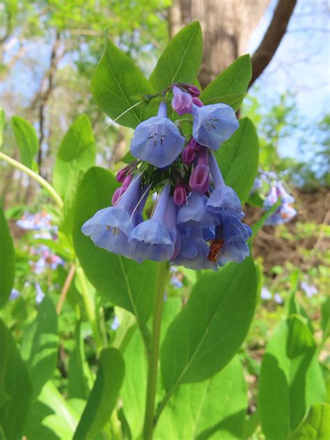 *PROGRAM IS FULL* Walkin with Wildflowers, 17161 Daileyville Rd ...