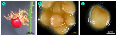 Seasonal Variation in Flower Traits, Visitor Traits, and Reproductive ...