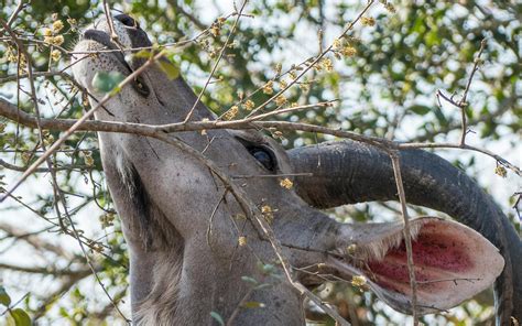 Browsing Animals 的图像结果