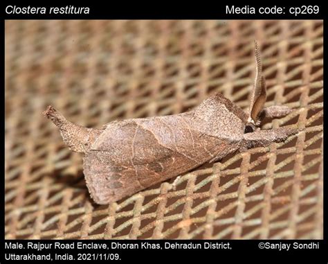 Clostera restitura (Walker, 1865) - | Moths