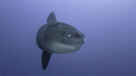 Q-Dive Bali (Manggis) - 2022 What to Know Before You Go (with Photos ...