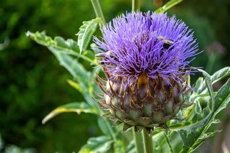 Plants in Bloom - Brooklyn Botanic Garden
