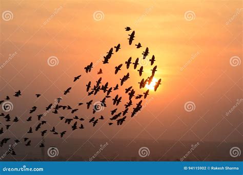 Flocking Behavior of Starlings Birds in Bikaner Stock Photo - Image of ...