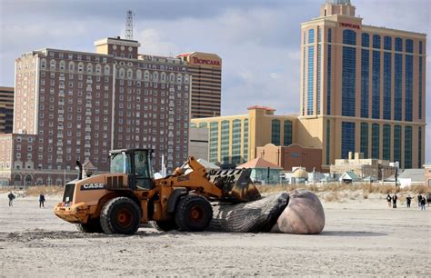 Dead 30-foot humpback whale washes up on Jersey Shore beach — again ...