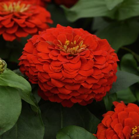 Red Zinnia Seeds - Zinnia Lilliput Red Flower Seed