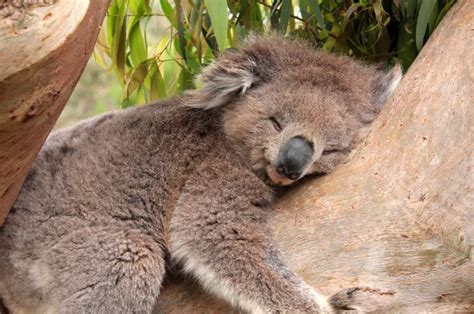 why do koalas have chlamydia