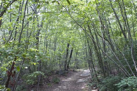 Forestry Model 4 的图像结果