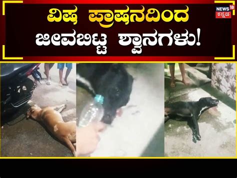 Bangalore: ಅತ್ತ ಹುಲಿ, ಇತ್ತ ನಾಯಿ! ವಿಷ ಪ್ರಾಷನದಿಂದ ಒದ್ದಾಡಿ ಜೀವಬಿಟ್ಟ 5 ...