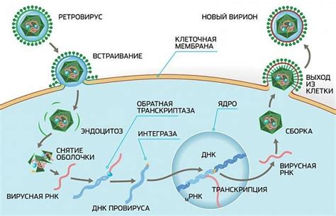 Что такое ВИЧ? Основные понятия