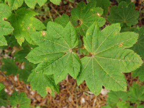 Acer circinatum 'Sunny Sister' - Sunny Sister vine maple | The Dawes ...