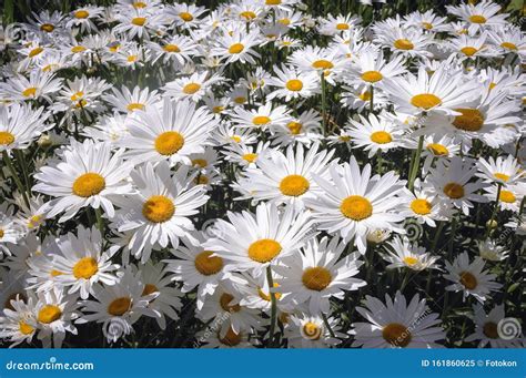 Shasta daisies flowers stock image. Image of flora, botanical - 161860625