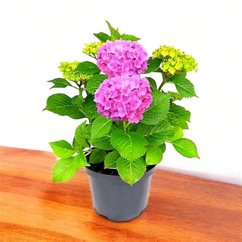Buy Hydrangea Plant Pink online at best price