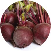 Palak, Radish, Coriander, Beetroot, Cauliflower, Peas Seeds India