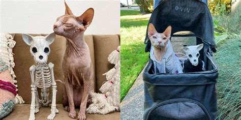 Image result for Alien Caterpillar Creature Halloween