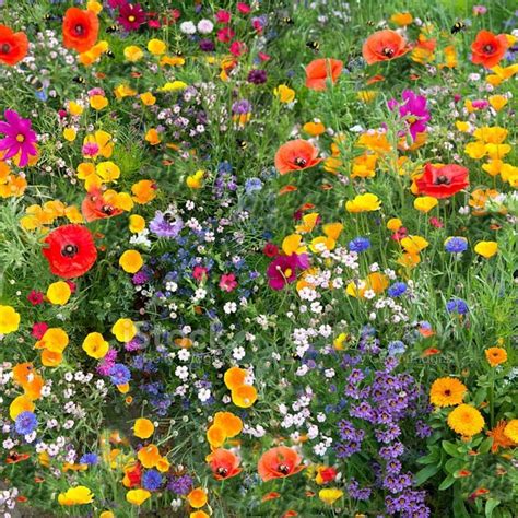 1 x 25g Wild Flower Meadow Seeds Wild Scented Bee Mixed Meadow NO Grass ...