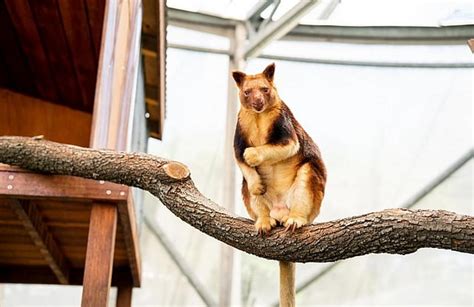 Meet Kofi, a Goodfellow’s tree kangaroo at Sydney Zoo