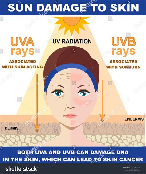 Ultraviolet Rays Effects On Humans