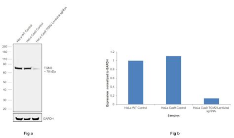 Image result for FAQ Sample DocumentsPDF