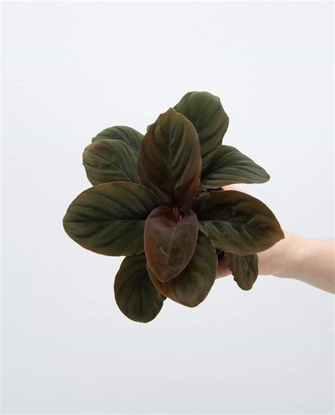 Homalomena Humilis Red : Buy Plant Online In India – Growcerys